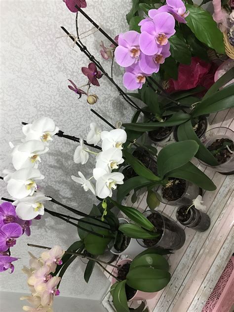 Canlı orkide çiçek bakımı